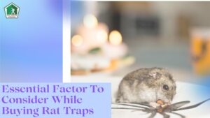 rats trap