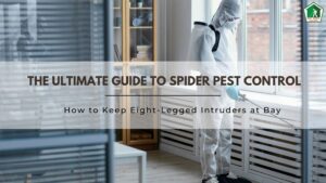 spider pest control