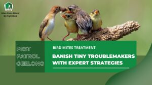 bird mites treatment