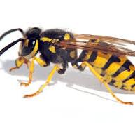 Wasps control