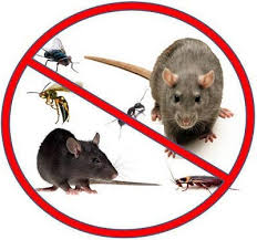 Rats pest control