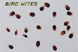 birds mites treatment