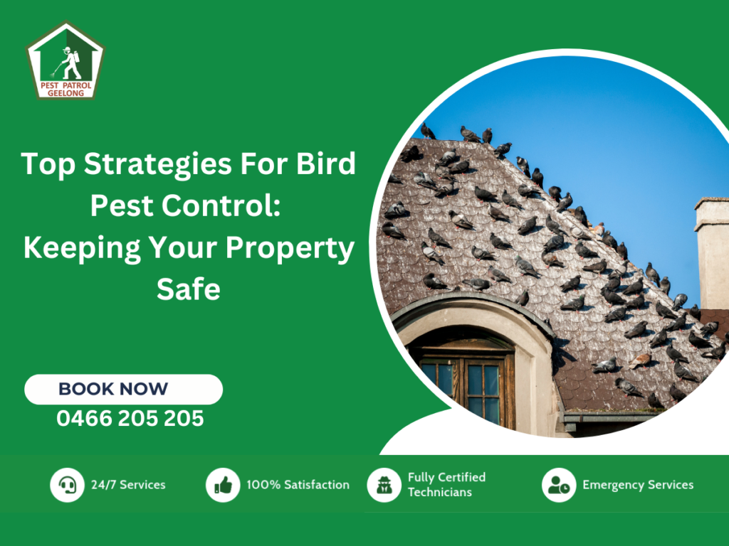 BIRD PEST CONTROL