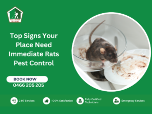 Rats Pest Control