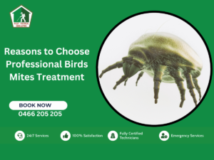 Bird Mites Treatment