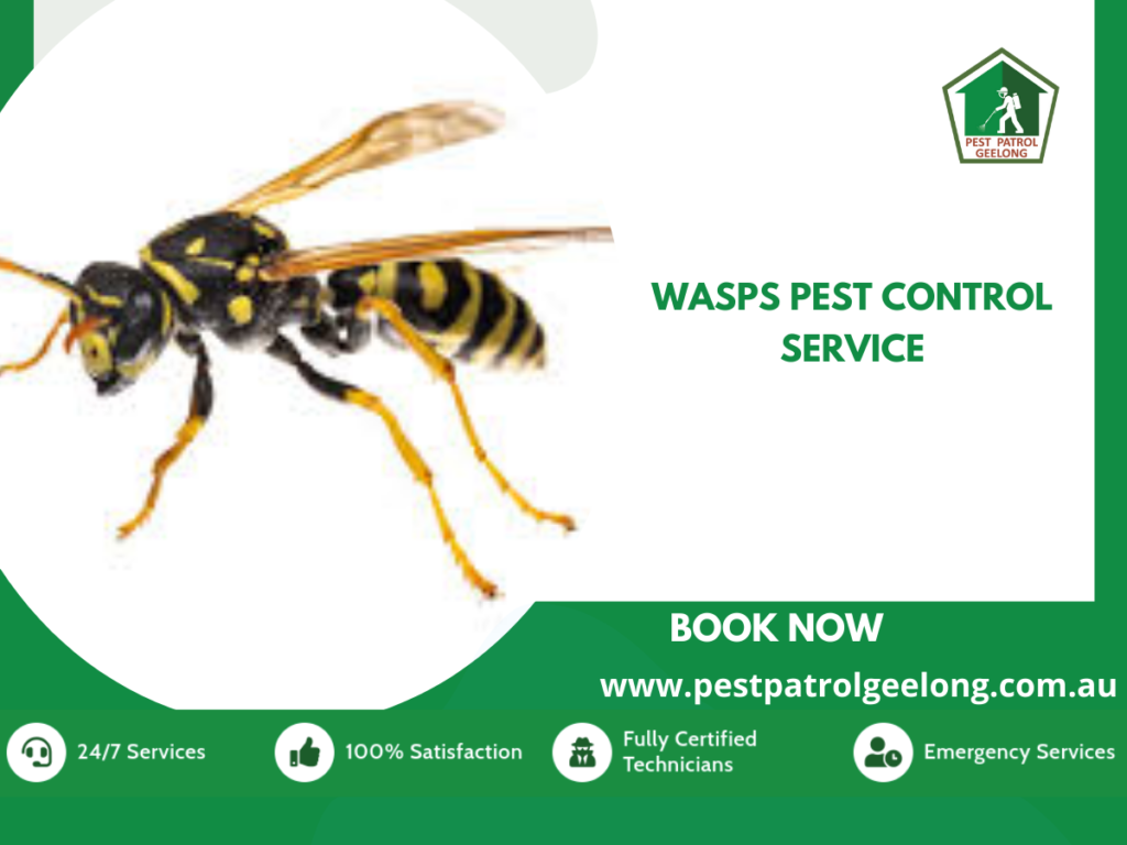 wasps