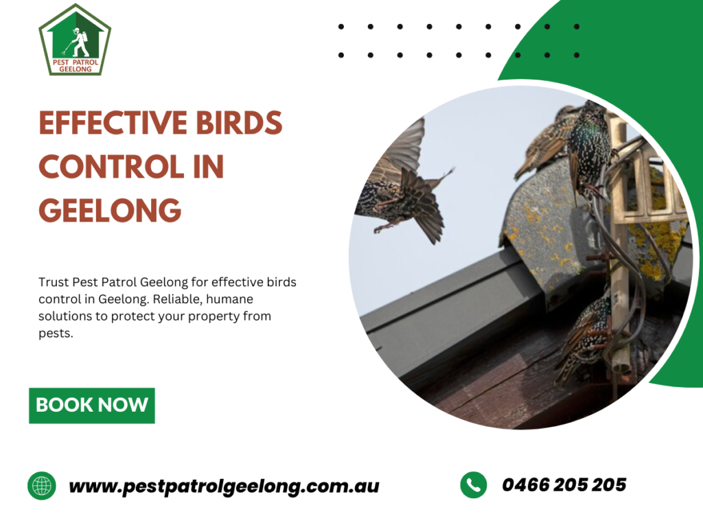 Birds Control in Geelong